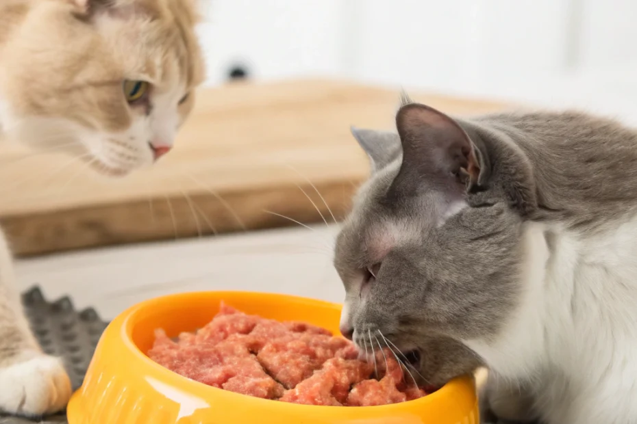 Which Labubu Chew Toy Best Fights Tartar for Cats?